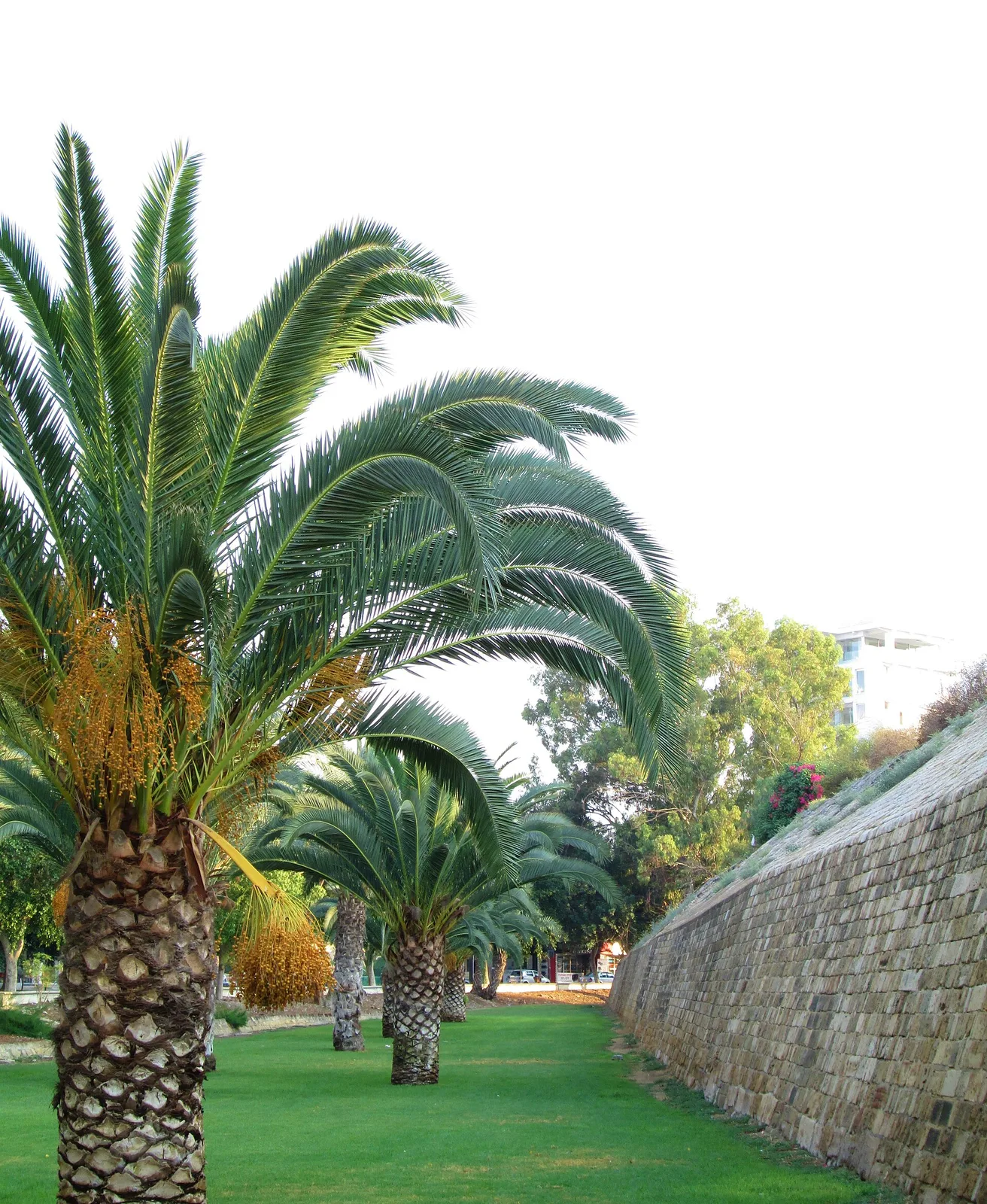 Nicosia