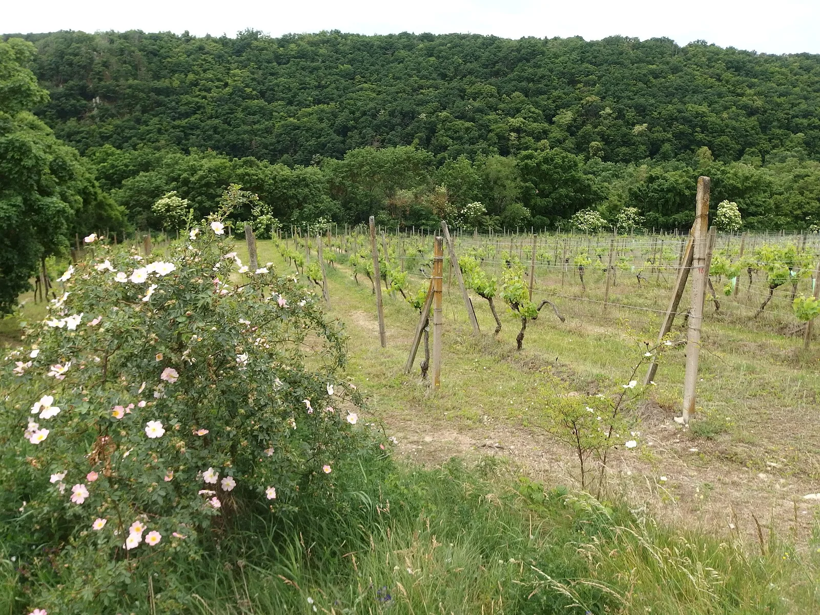 Šobes vineyard on the Thaya