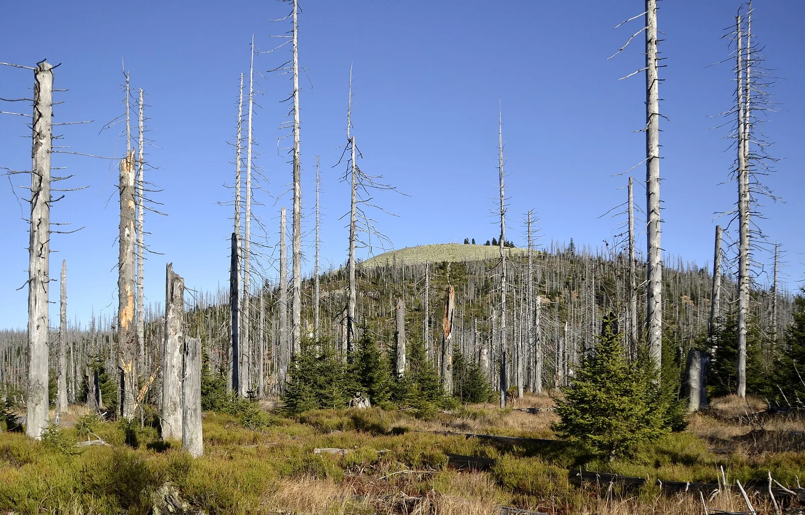 Bavarian Forest