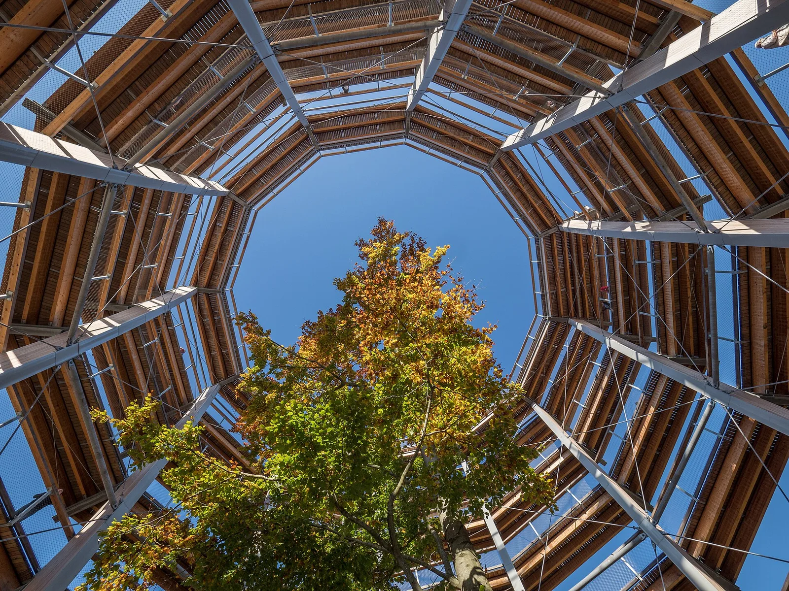 Treetop walk