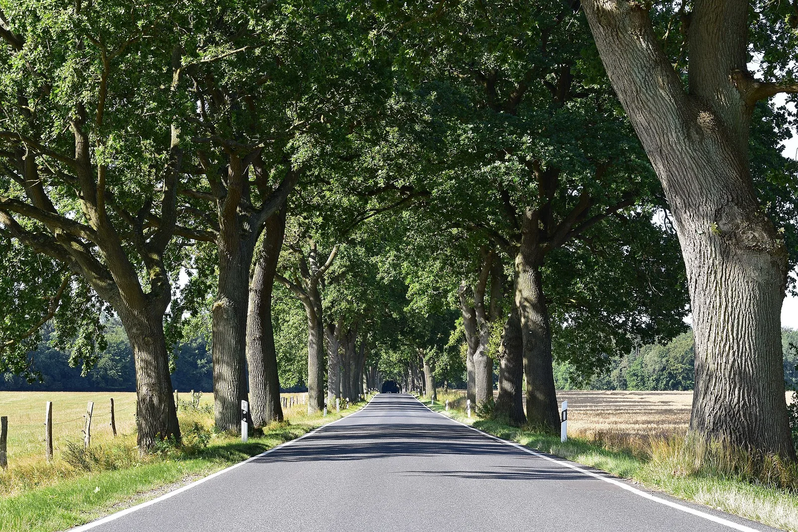 Tree avenue