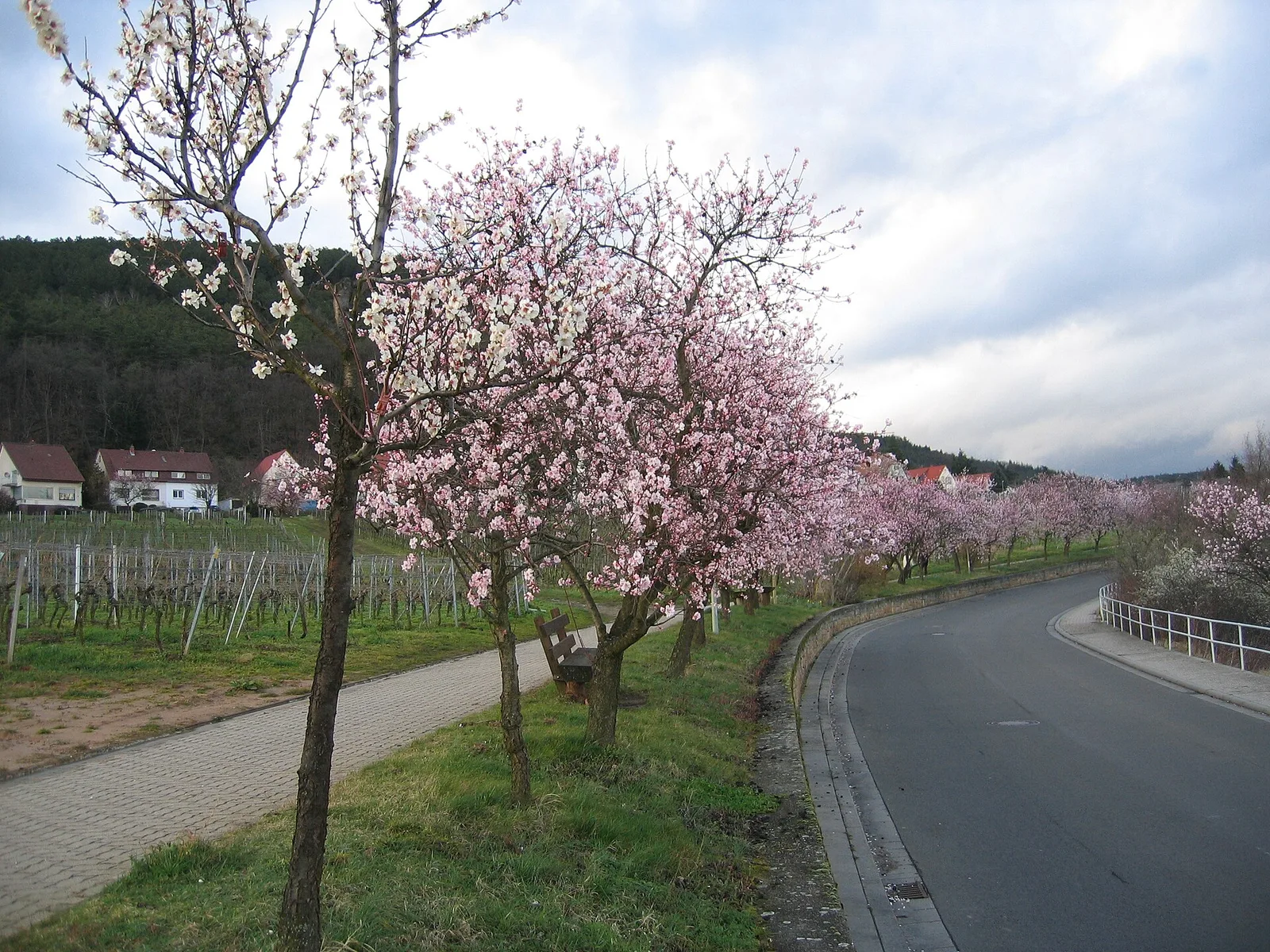 Almond blossom
