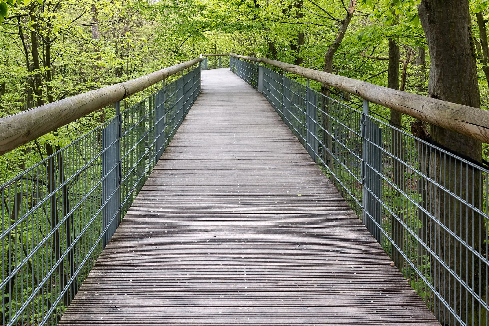 The treetop walk in the Hainich National Park