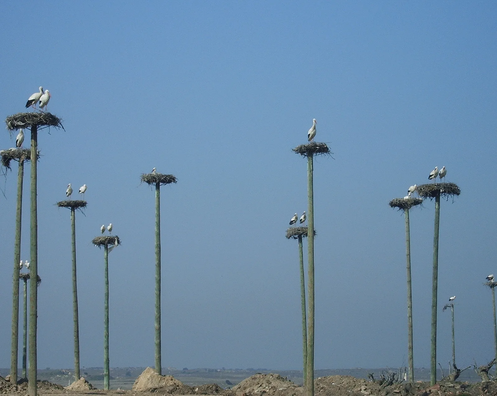 Storks
