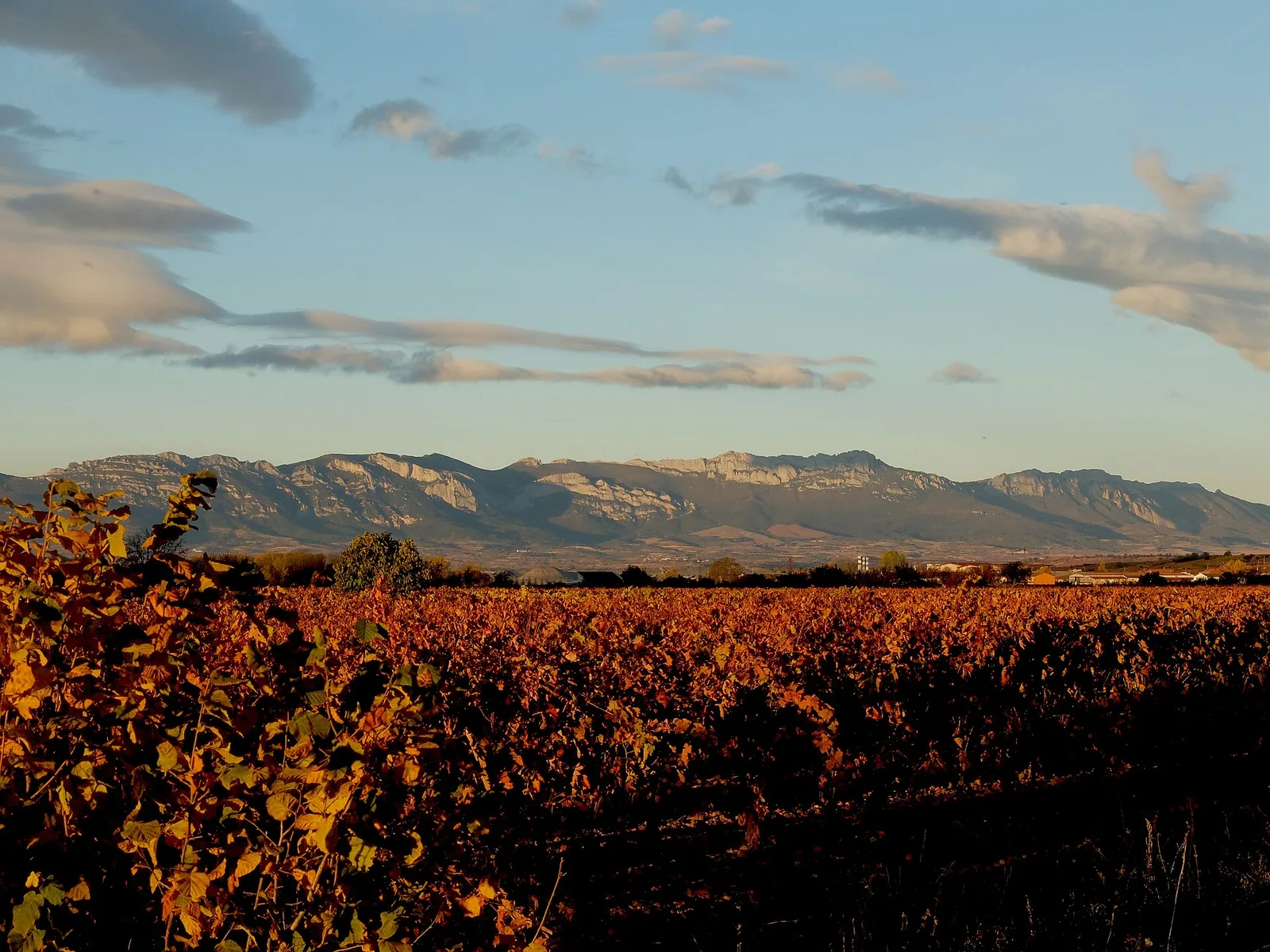 Rioja vines
