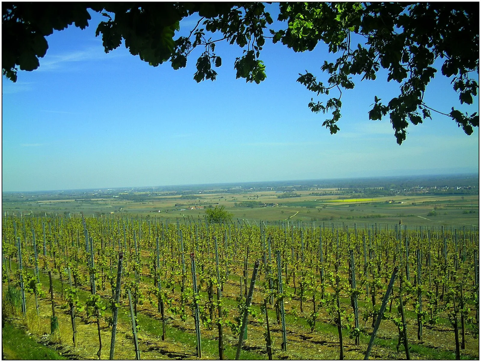 Alsace vines
