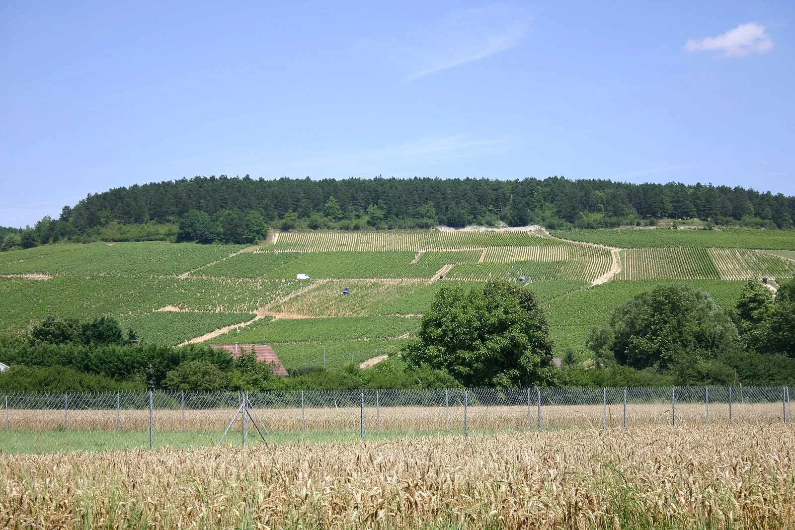 Chablis