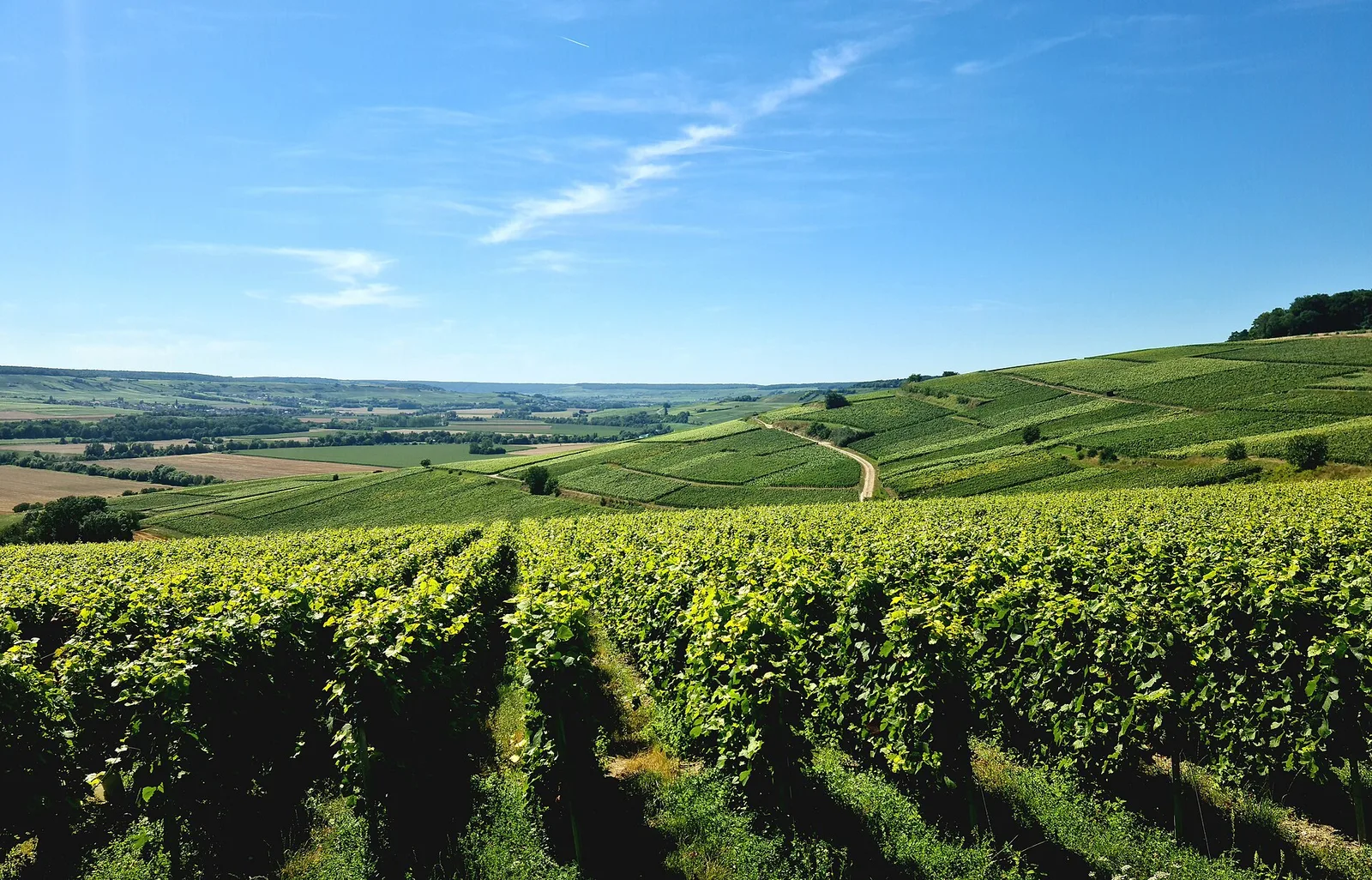 Marne vineyards