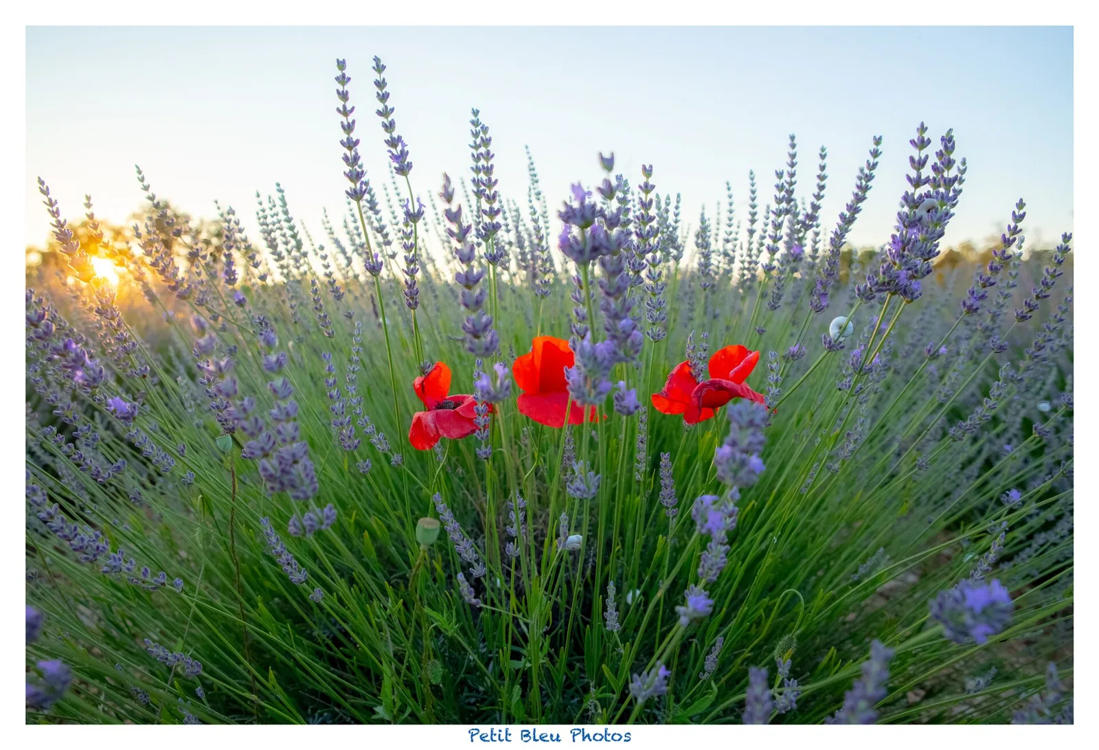 Luberon lavender