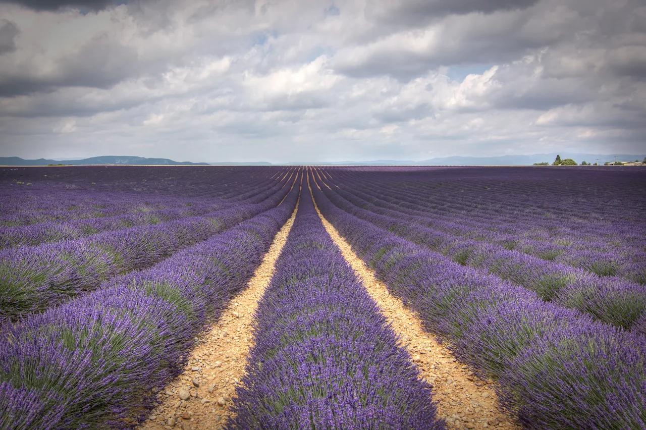 Valensole