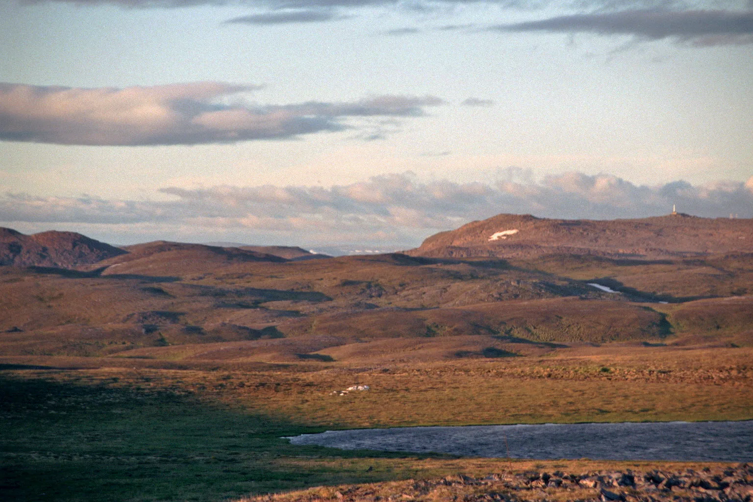Mageroya