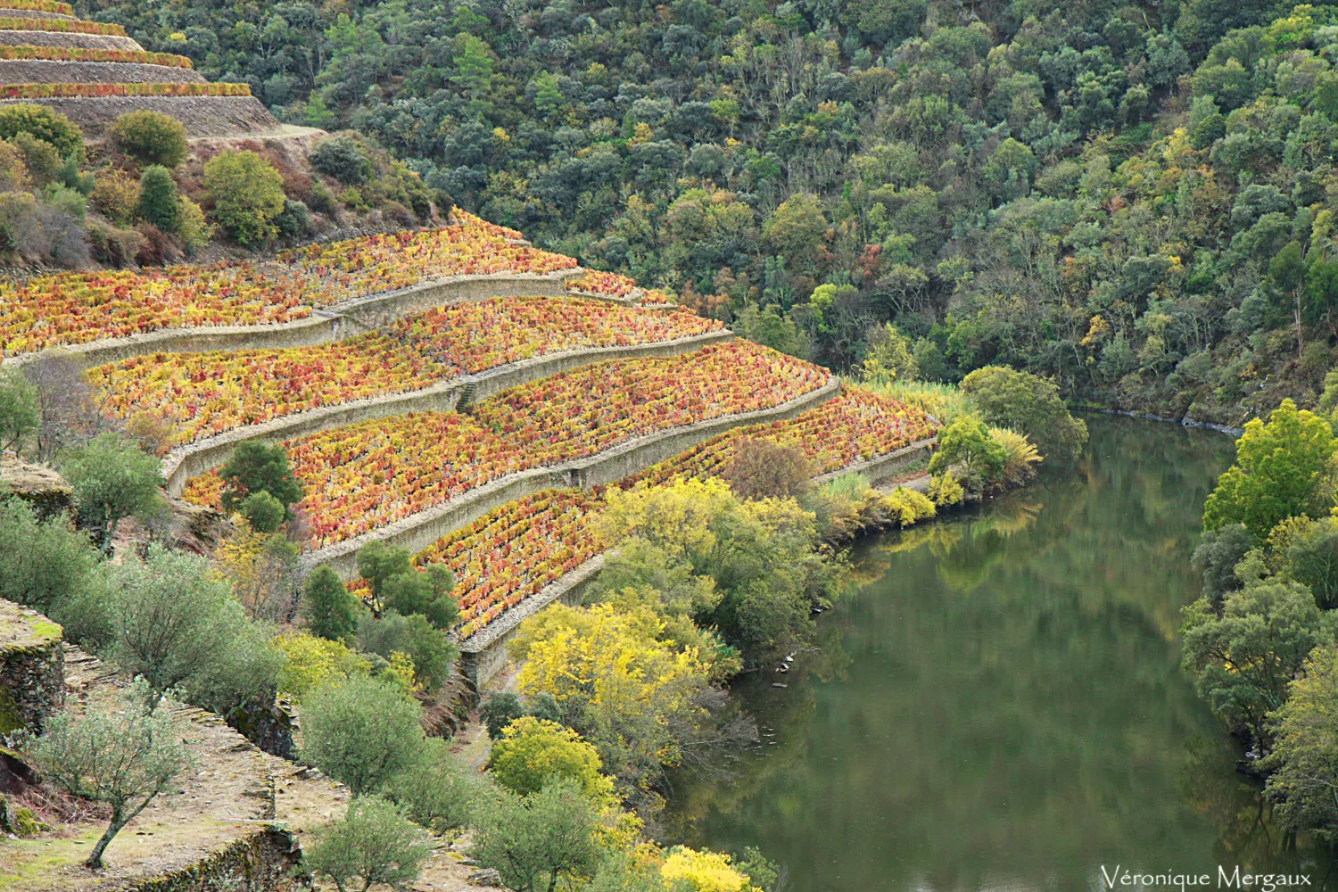 Douro wine terraces