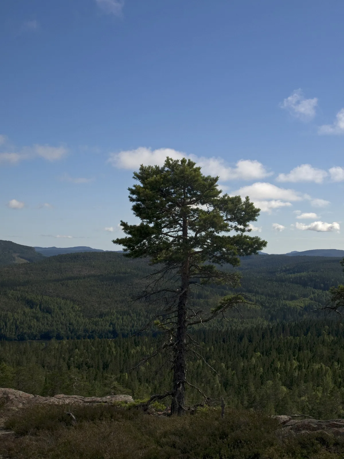 Skuleskogen