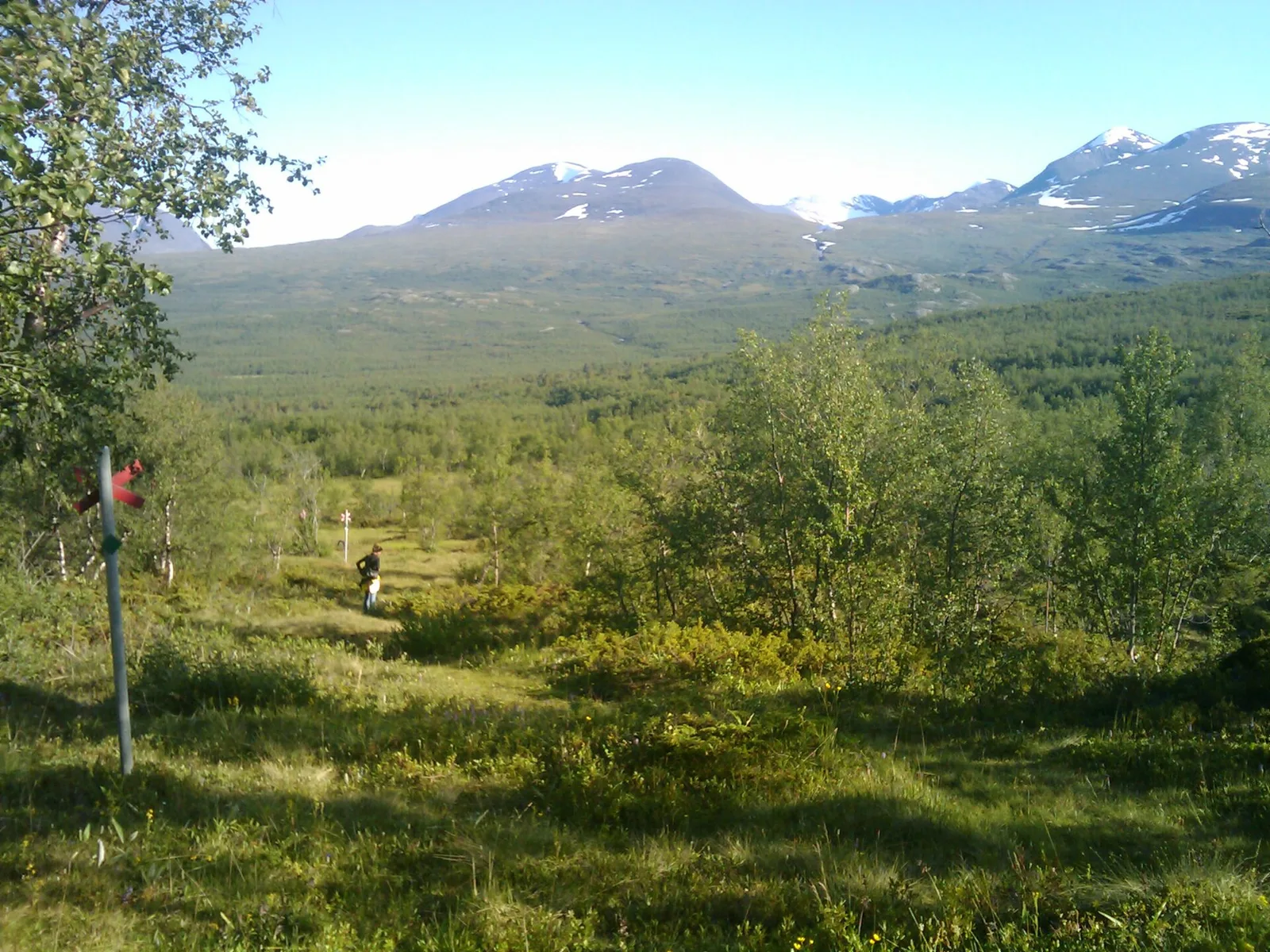 Birch