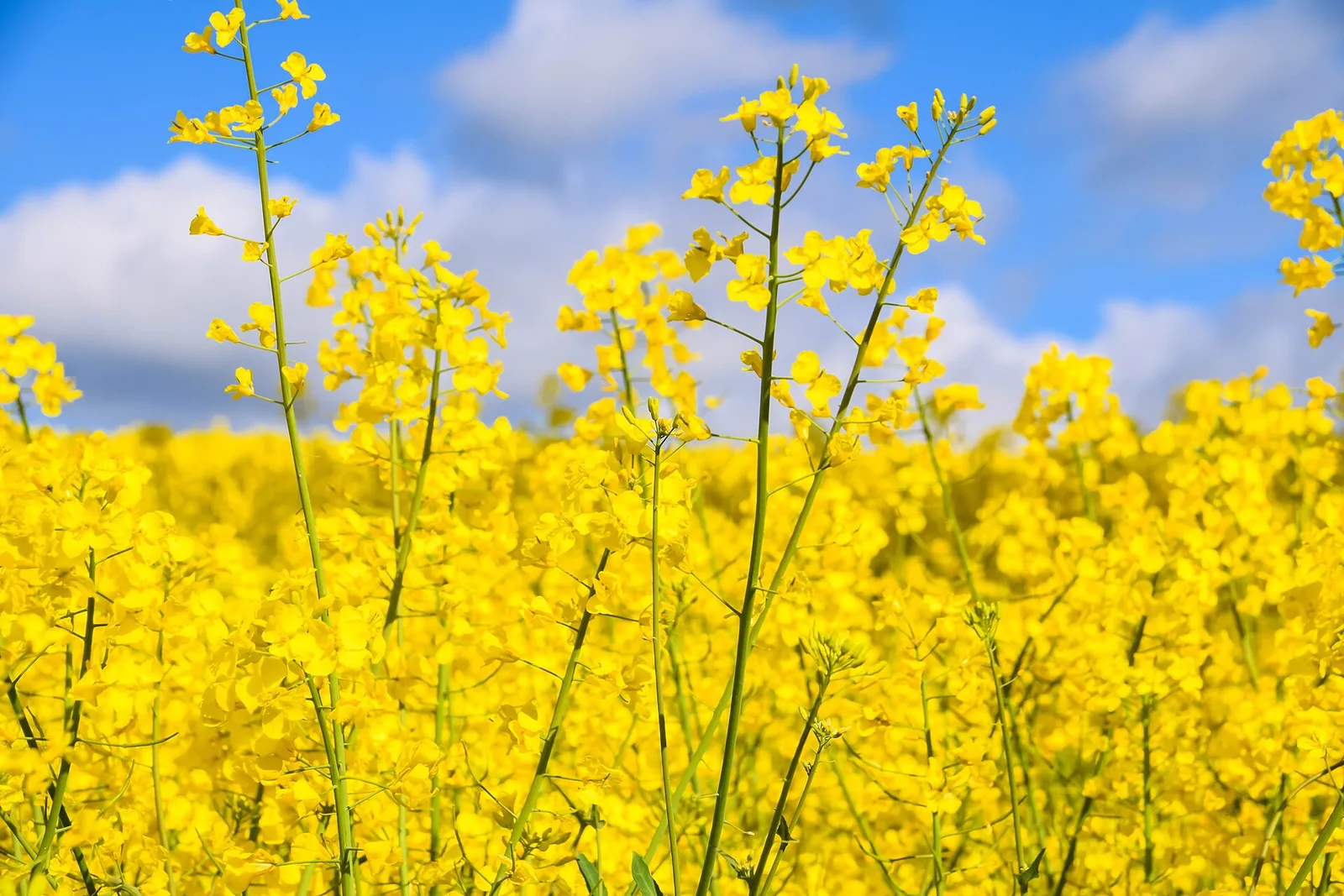 Rapeseed