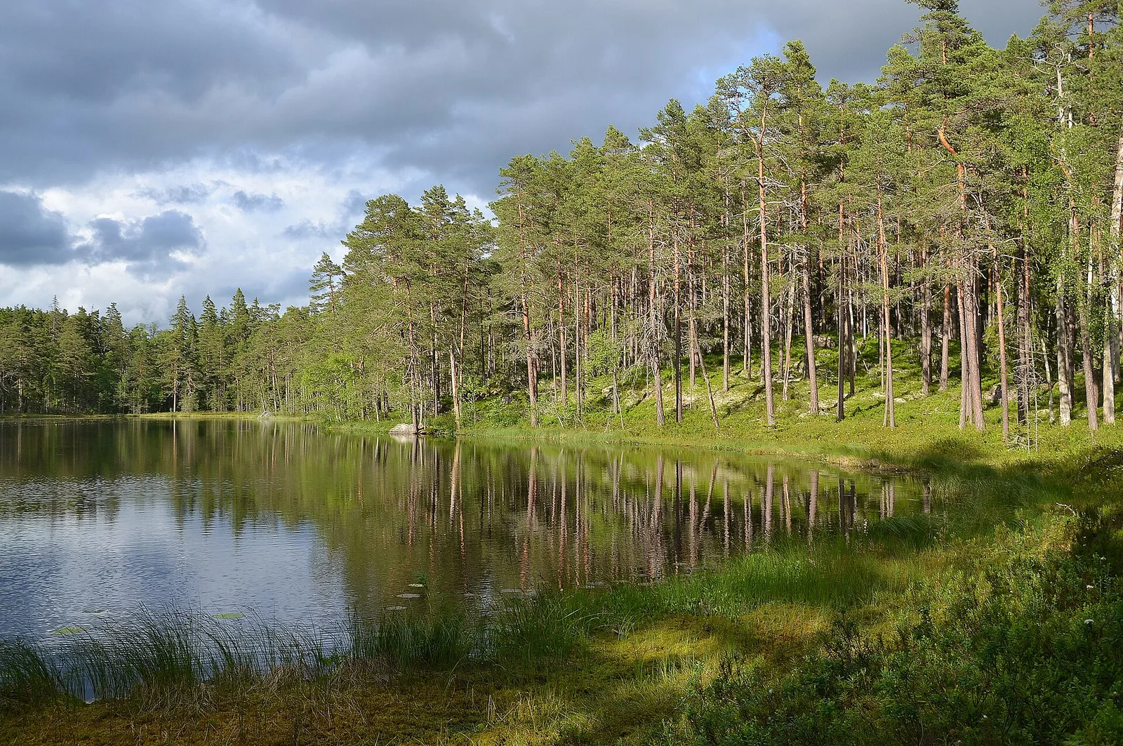 Smaland forest