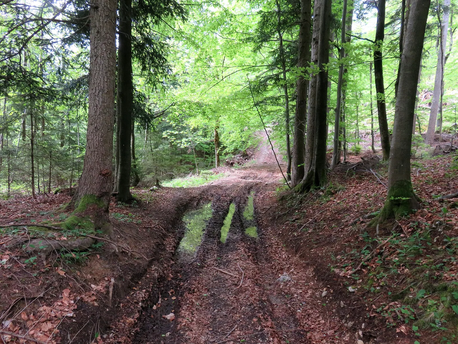Forest trail