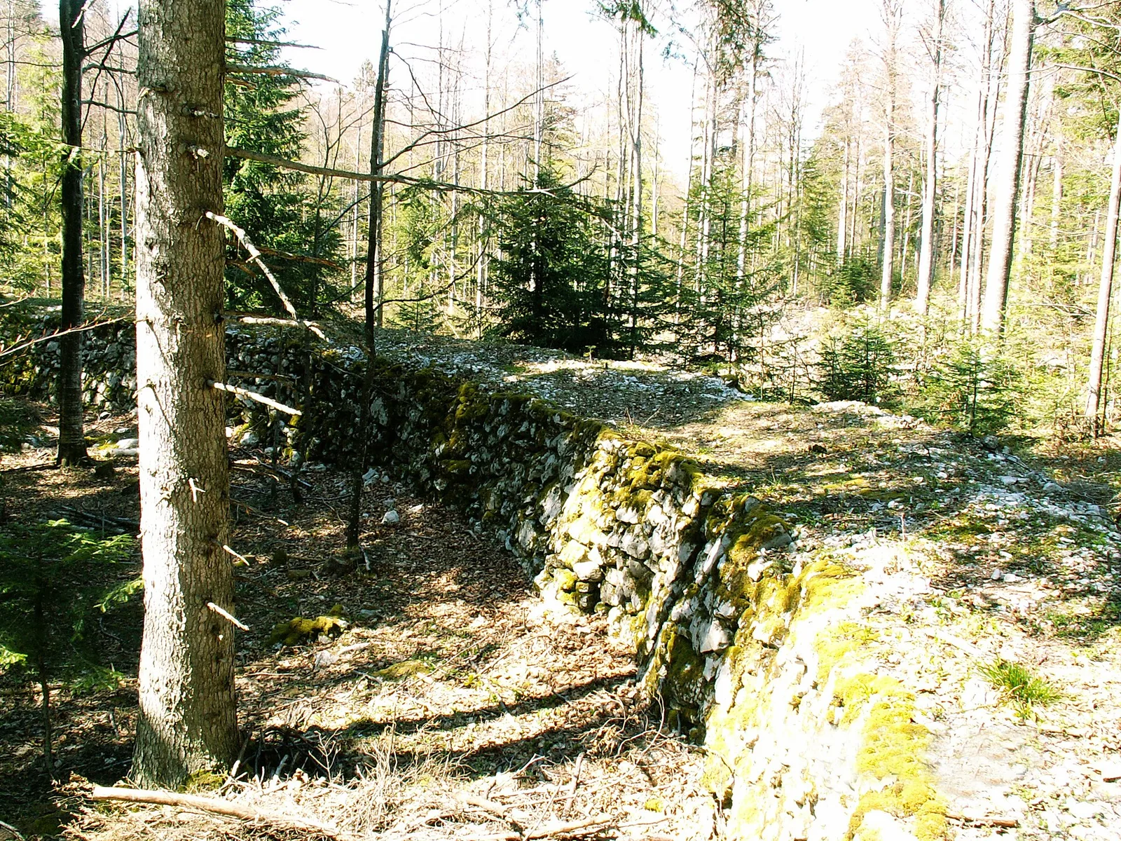 Kocevje and the Rog forest