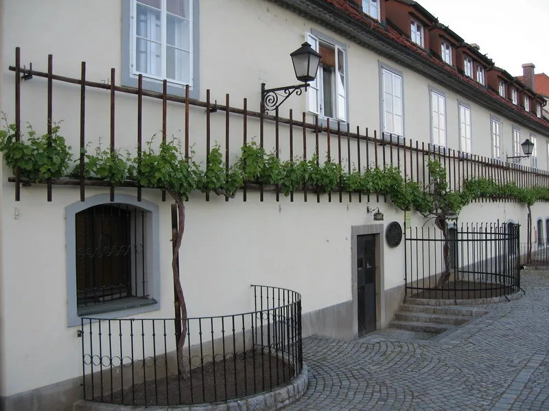 Oldest vine