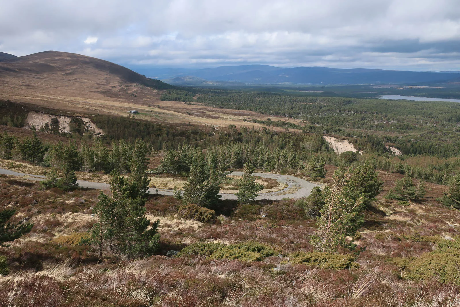 Caledonian pine