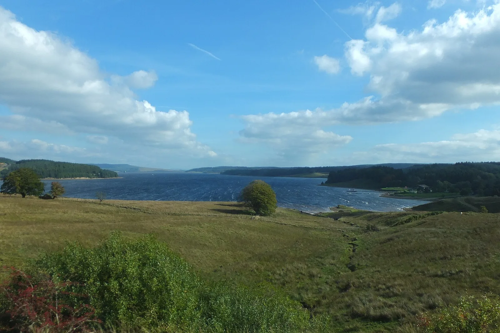 Kielder Water in the forest
